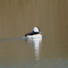 Bufflehead