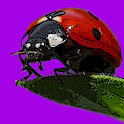 Ladybugs Alive! Wallpaper