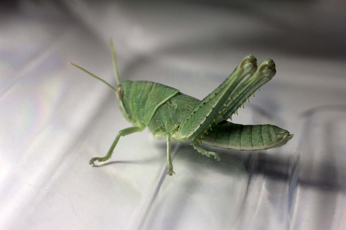 Vagrant Grasshopper