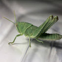 Vagrant Grasshopper