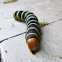 Frangipani Caterpillar