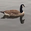 Canada Goose