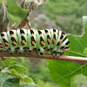 black swallowtail caterpilla