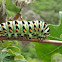 black swallowtail caterpilla