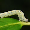 Geometrid moth larva