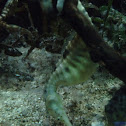 Potbelly seahorse