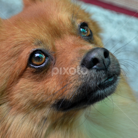 Loving Eyes by Rumiana Doncheva - Animals - Dogs Portraits