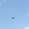 Turkey vulture