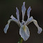 Rocky Mountain iris