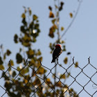 vermilion flycatcher