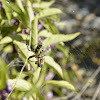 Black and Yellow Garden Spider