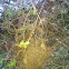 Brown Gerygone nest