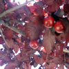  cherries