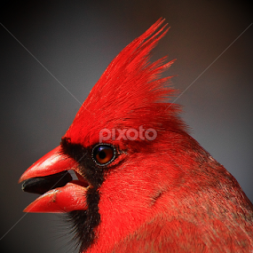 Kentucky Cardinal  by Paul Mays - Animals Birds