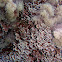 Alga roja coralina