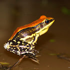 Fungoid Frog