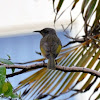 Fucous Honeyeater