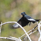 Phainopepla (Male)