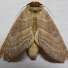 Contracted Datana Moth
