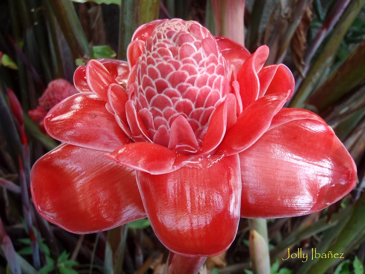 Philippine Wax Flower | Project Noah