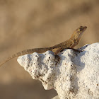 Brown Anole