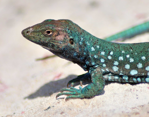 whiptail-lizard-aruba - An Aruban Whiptail Lizard sunning on a rock.