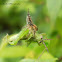 Jumping spider v/s Grasshopper