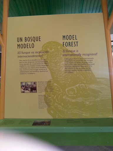 El Yunque - Model Forest