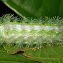 Stinging Nettle Slug Caterpillar (Cup Moth, Limacodidae)