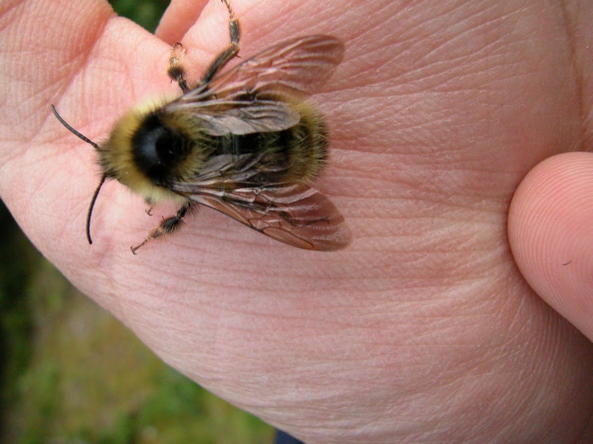 Fernald's cuckoo bumble bee