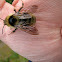 Fernald's cuckoo bumble bee