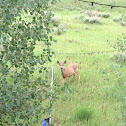 Rocky Mountain Mule deer