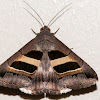 Erebidae Moth