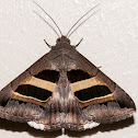 Erebidae Moth