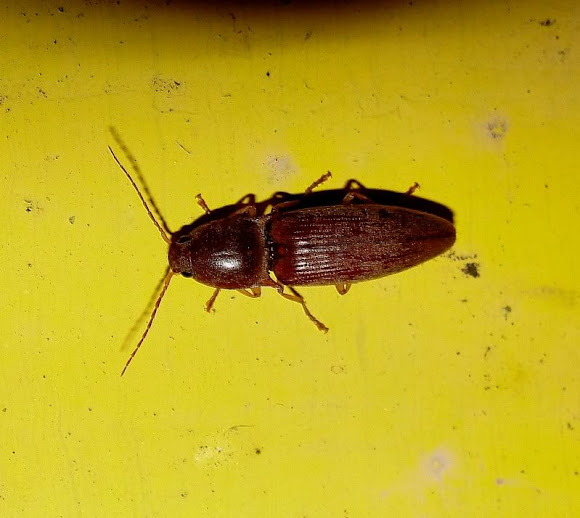 Click beetle Project Noah