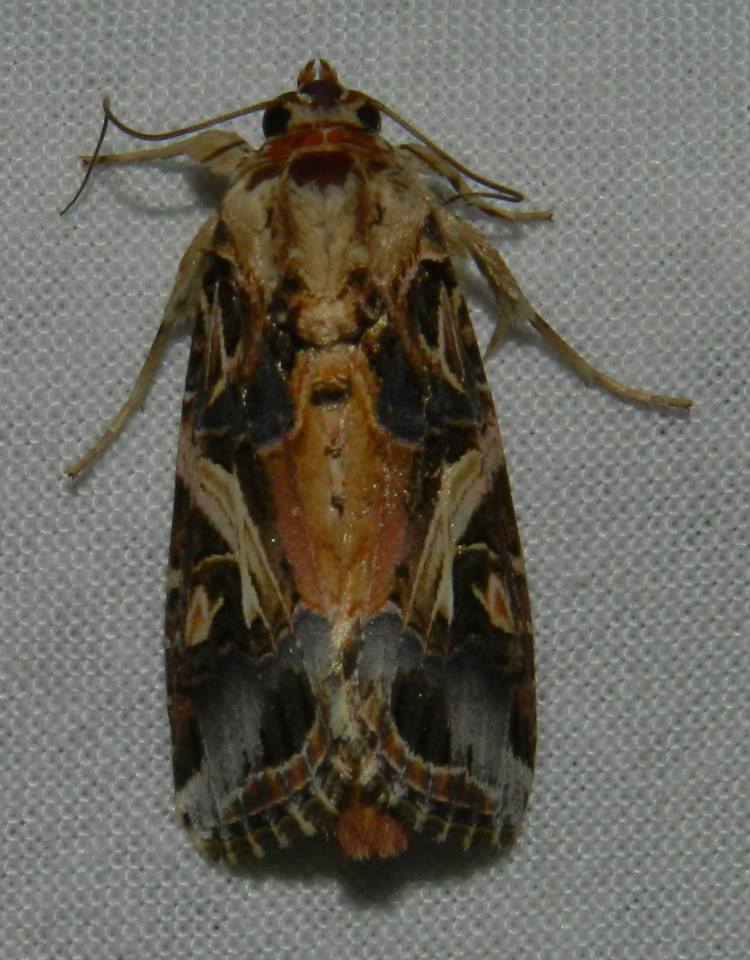 Tropical Leafworm Moth