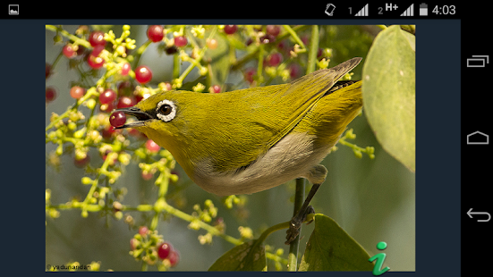 The Birds of India Screenshots 5