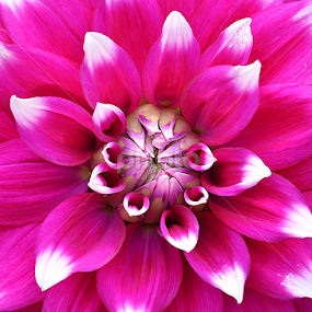 by Saptarshi Datta - Flowers Single Flower