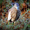 Indian Pond Heron or Paddybird