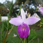 Linda orquidea