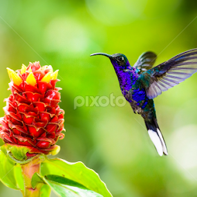 Hover by Jim Harmer - Animals Birds