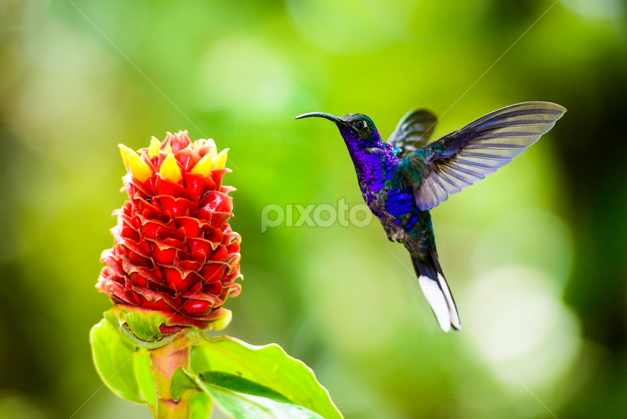 Hover by Jim Harmer - Animals Birds