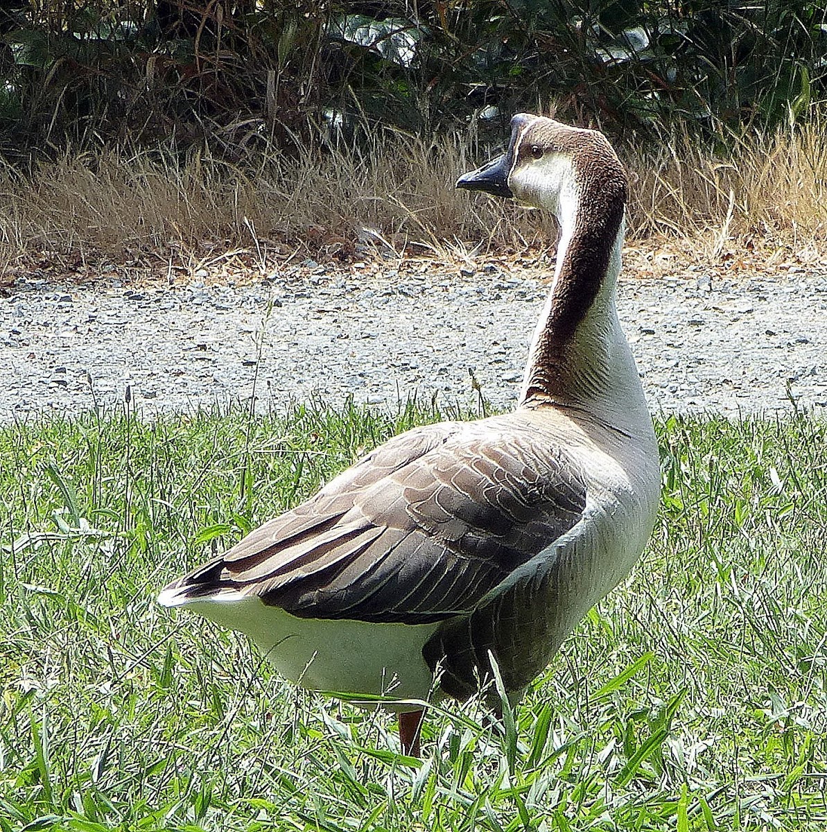 Brown Chinese Goose