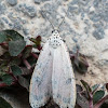 Bella Moth, Ornate Moth or Rattlebox Moth