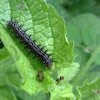 Brush-footed butterfly caterpillar