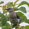 Northern mockingbird
