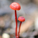 Ruby Bonnet Mushroom