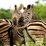 Watch The Tail..!! by Anthony Watkins -  