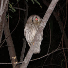 Tropical Screech-Owl (Corujinha-do-mato)