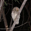 Tropical Screech-Owl (Corujinha-do-mato)